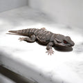 Bearded Dragon