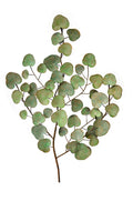 Branches