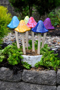 Grande Sun-Drenched Mushrooms