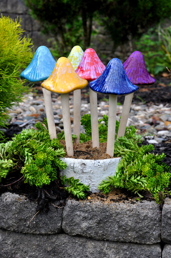 Grande Sun-Drenched Mushrooms