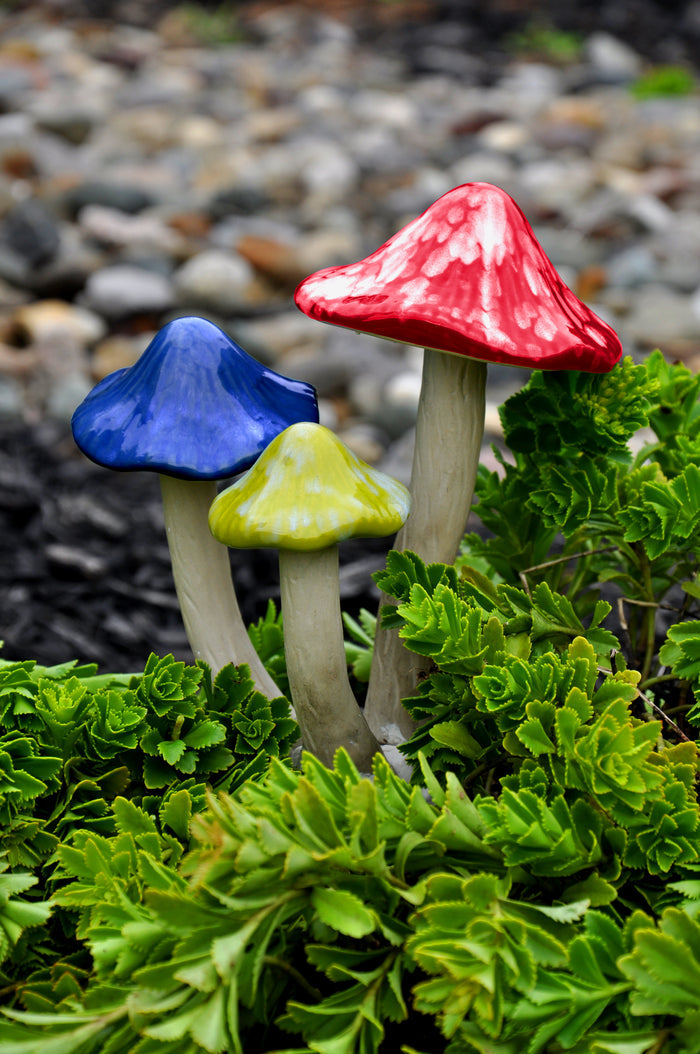 Mushroom Trios, Assorted