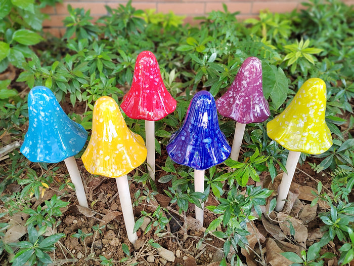 Tall Sun-Drenched Mushrooms