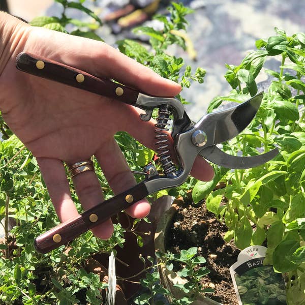 Thai Kitchen and Garden Shears